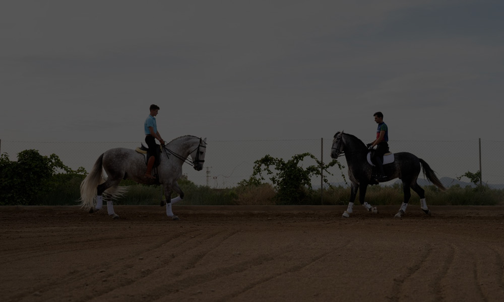 web-portfolio-hipica